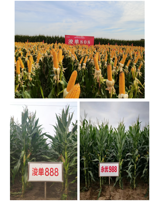 3e3e7460-c894-4b56-981b-73a9c73ecec7.png